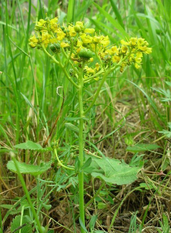 Ruta graveolens / Ruta comune
